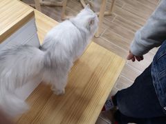 -李小姐の猫咖啡馆(五角场店)