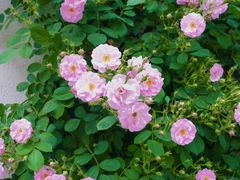 -鹅湖玫瑰文化园