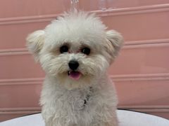 -FAELING PETS美天灵宠物(合生汇店)