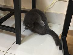 -鼓捣猫呢主题猫咖店
