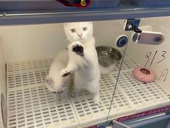 -lincat·猫舍(广州店)