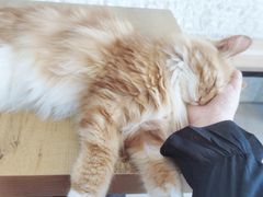 -平行世界·猫咖(首经贸店)