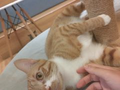 -滚猫咖啡·猫咖·猫友好撸猫(未来城店)