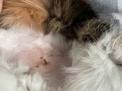 -pd派德宠物中心医院24H急重症·眼科中心·血液透析中心(嵩山北路店)