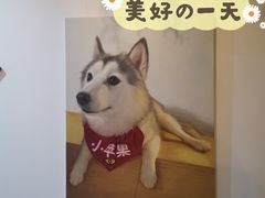 -Husky Go! 哈士奇体验馆·宠物咖啡厅狗咖