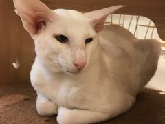 -飞行喵MR PILOT|猫舍·猫咖(静安大融城店)