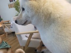 -柴犬小屋·柴餐厅·狗咖食堂(金鼎广场店)