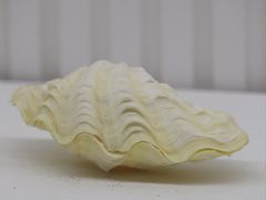 -青岛贝壳博物馆