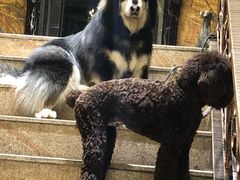 -more than meow吴止猫主题餐厅(承德 中船汇店)