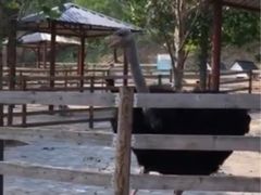 -北京鹿世界主题园