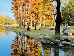 -上海共青森林公园