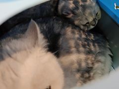 -爱侣·安琦尔宠物医院·中兽医针灸·心内科·狂犬免疫点(宝山区院)