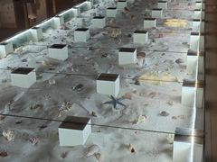 -青岛贝壳博物馆