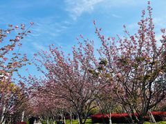 -高东镇樱花园