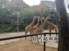 -深圳野生动物园