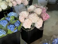 -三圣花乡旅游区