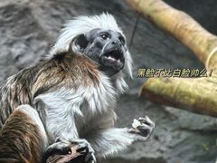 -红山森林动物园