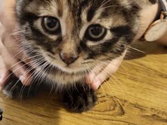 -平行世界·猫咖(首经贸店)