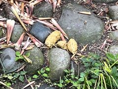-都江堰中华大熊猫苑
