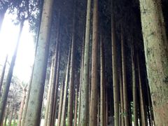 -武陵山森林公园