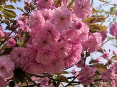 -长白岛森林公园