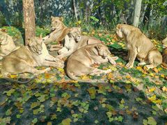 -北京野生动物园