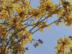 -洲头咀公园