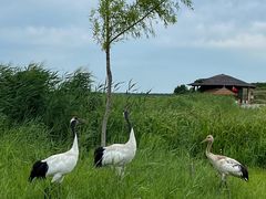 -黑龙江扎龙生态旅游区