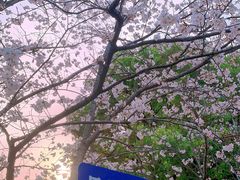 -高东镇樱花园