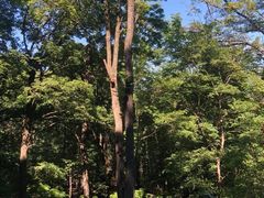 -香炉山国家森林公园