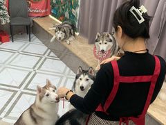 -星多哈·狗咖·拼豆·咖啡