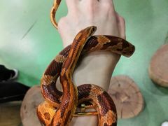 -藦茜花园宠物主题亲子互动体验馆(国顺东路店)