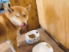 -啡语