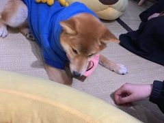 -逗柴咖啡屋·狗咖猫咖宠物桌游