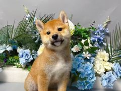 -BABIT巴比特宠物(MOMOPARK店)