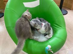 -Bastet sally猫舍购宠(静安店)