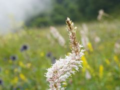 -白草畔自然风景区