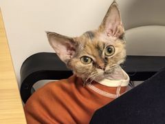 -猫大福·Fortune Cat猫舍(百子湾店)