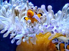 -悉尼海洋生物水族馆