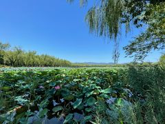-皇家御河游(紫御湾码头)