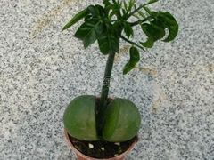 -双季花艺园艺市场(浦东店)
