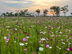 -春花秋色城市公园