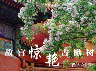 紫禁城春花的最后惊艳|故宫最古老的花树