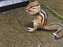 -五营红松林海景区