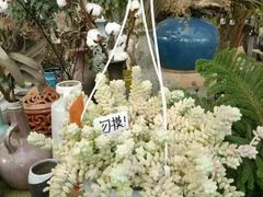 -三圣花乡旅游区