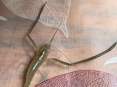 醉虾-宋记冕宁土菜馆(海门渔村二店)