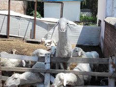 -意大利农场度假村