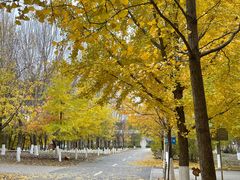 -长白岛森林公园