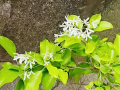 -秦岭终南山世界地质公园翠华山景区