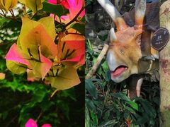 -海南热带野生动植物园